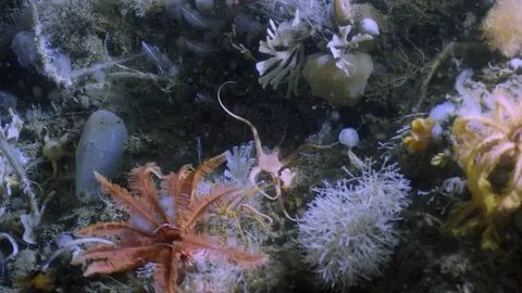 Организмы обитающие на морском дне группа