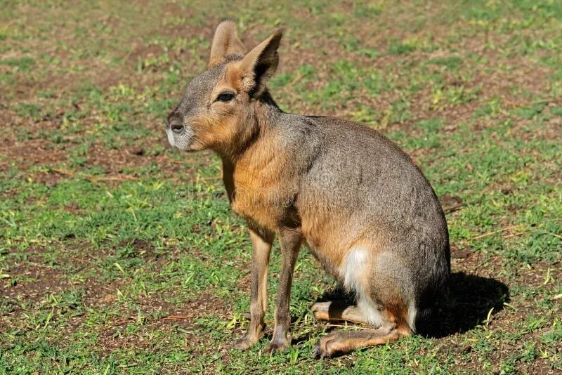 Dolichotis patagonum. Патагонский заяц.