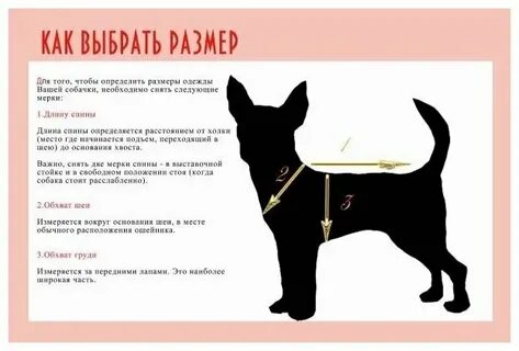 Таблица мерок собак