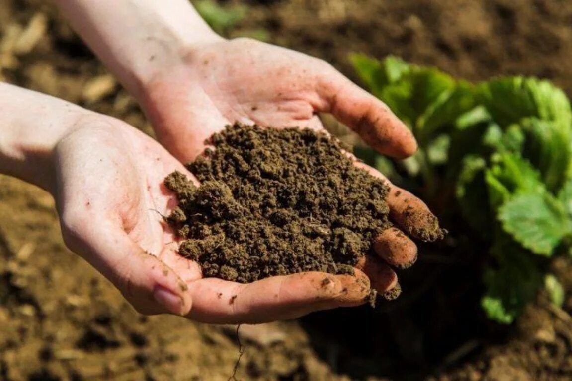 Улучшенный грунт. Удобрение органическое. Почва на участке. Перегной для огорода. Удобрение почвы.