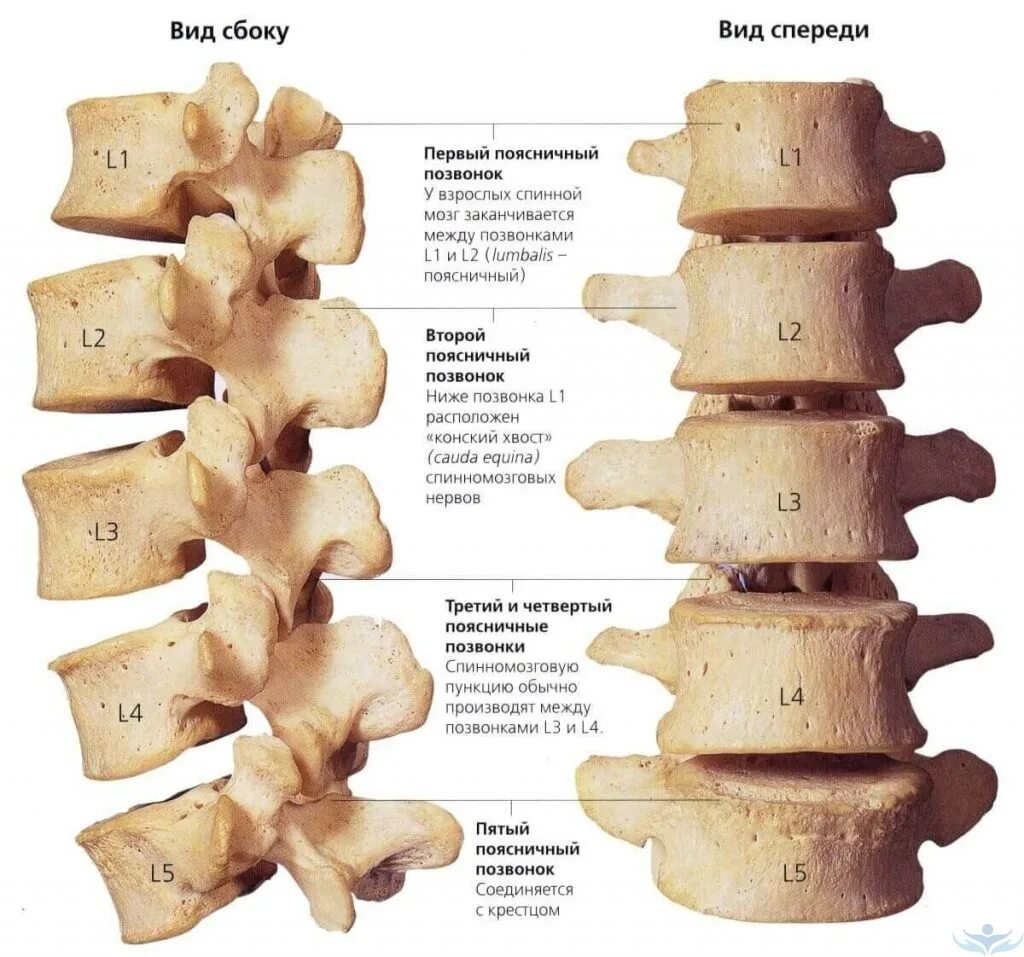 Строение позвонков поясичного отделаотдела. Крестец позвоночника строение поясничного отдела позвоночника. Анатомия поясничных позвонков человека. Строение поясничного позвонка человека анатомия.