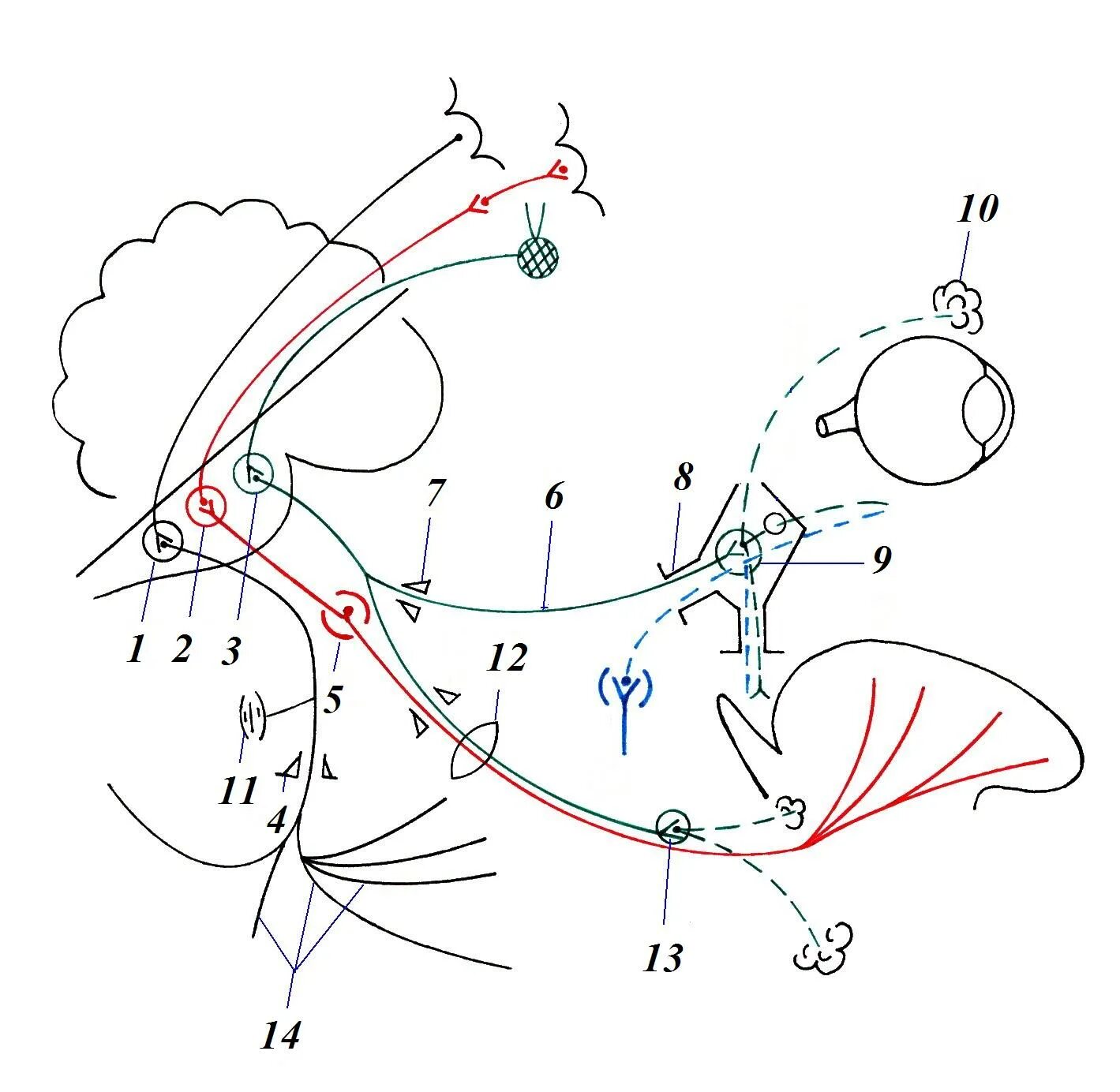 Черепные нервы схема. 7 Пара черепных нервов схема. 7 Пара лицевой нерв. 7 Пара ЧМН схема. Рефлекторная дуга черепных нервов.