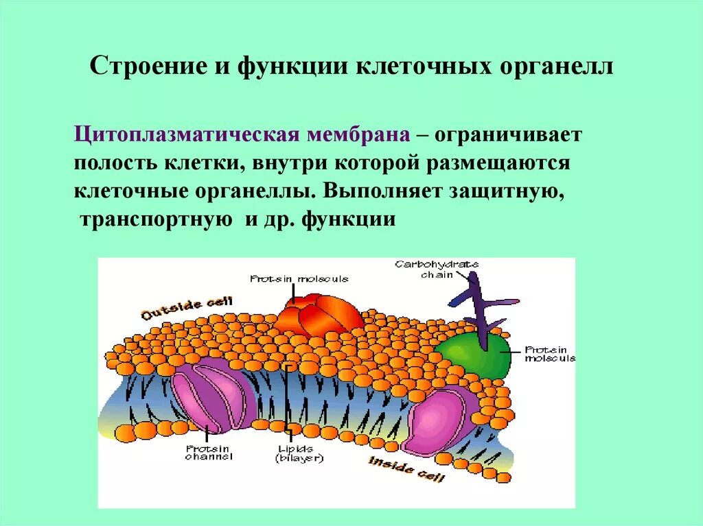 Какова роль клеточной оболочки. Клеточные структуры органоиды. Строение клеточных органелл. Клеточные органоиды цитоплазматическая мембрана. Строение клеточного органоида.