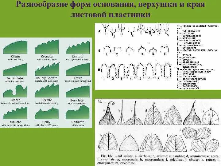Виды краев листовых