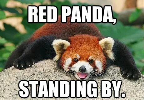 Panda meme