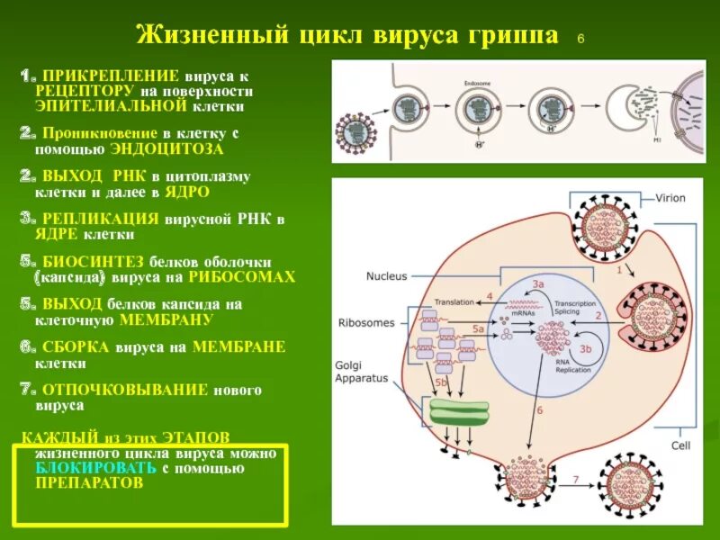 Есть ли у вирусов клетки. Жизненный цикл вируса схема. Этапы жизненного цикла вируса гриппа. Цикл развития вирусов схема. Схема жизненного цикла вируса гриппа.