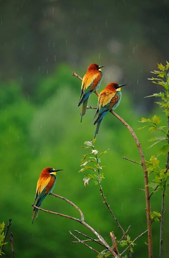 Kind birds. Красивые птицы. Природа птички. Самые красивые птицы. Лето природа птицы.