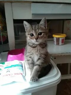 Бесплатные котята нижний новгород
