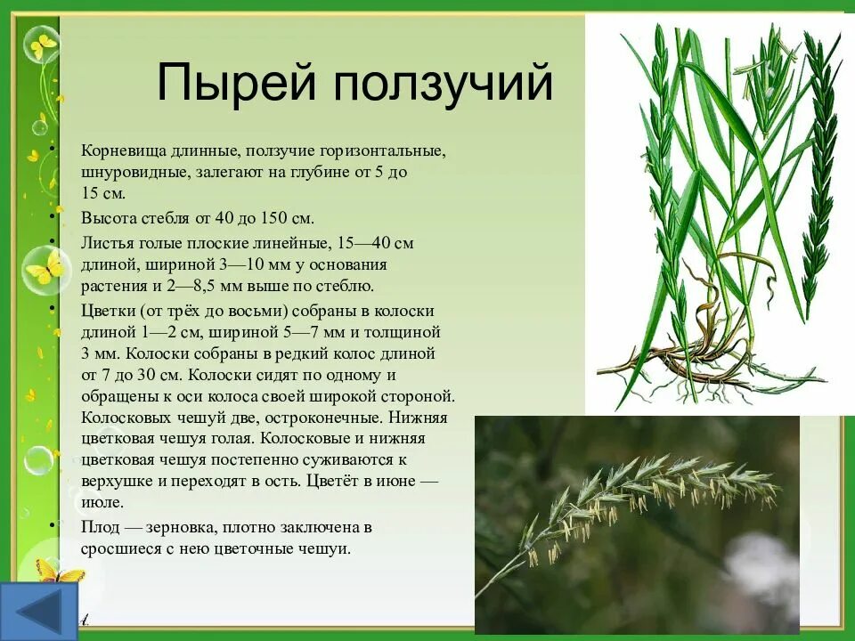 Признаки пырея