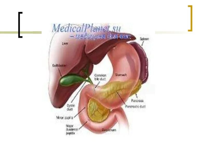 Болезни печени и поджелудочной. Заболевания желчного пузыря. Поджелудочная и желчный пузырь. Заболевания желчного пузыря и желчных путей. Заболевания желчевыводящих путей и поджелудочной железы.