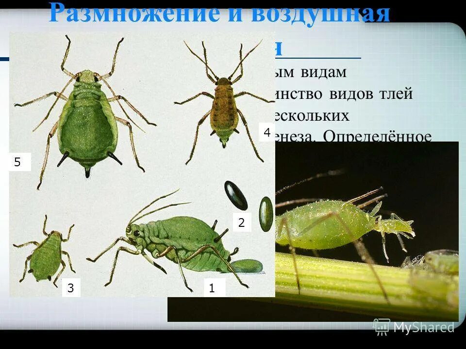 Какое развитие у тли. Тля жизненный цикл размножение. Цикл развития тли обыкновенной. Строение тли обыкновенной. Размножение тли.