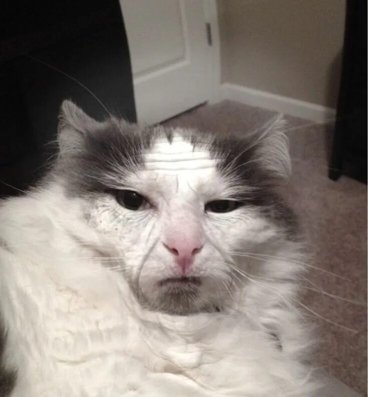 I'm assembling a team Cute memes, Animal memes, Cute cat