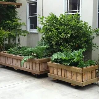 Green vegetable bed