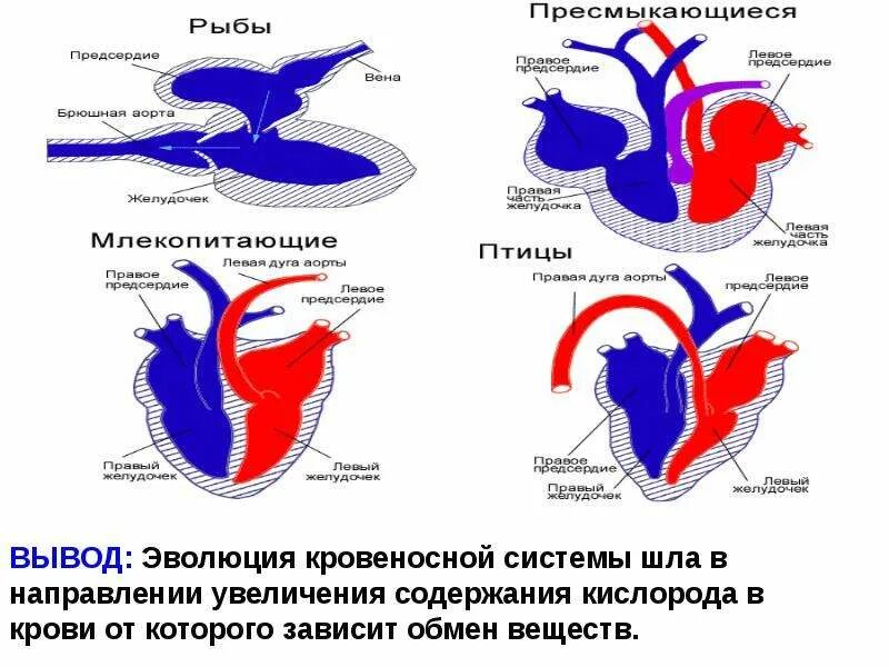 Картинки ПРИЗНАК КРОВЕНОСНОЙ СИСТЕМЫ КОСТНЫХ РЫБ