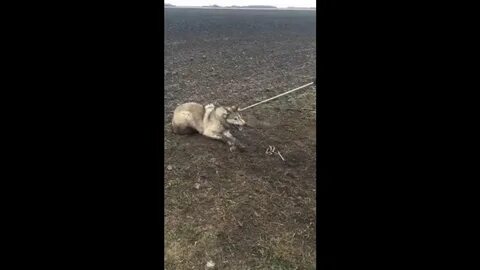 Мальчик спас волка