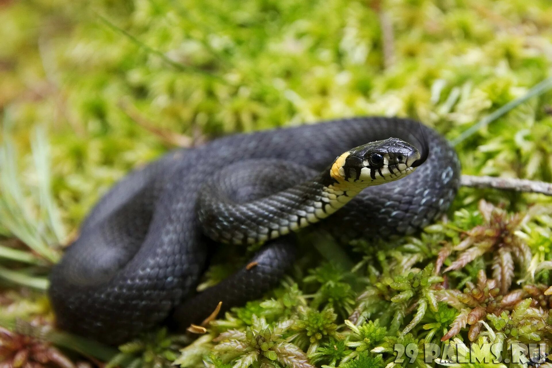 Grass snake. Гадюка Лотиева. Обыкновенный уж Natrix Natrix. Черная Болотная гадюка. Гадюка обыкновенная Сибирская.