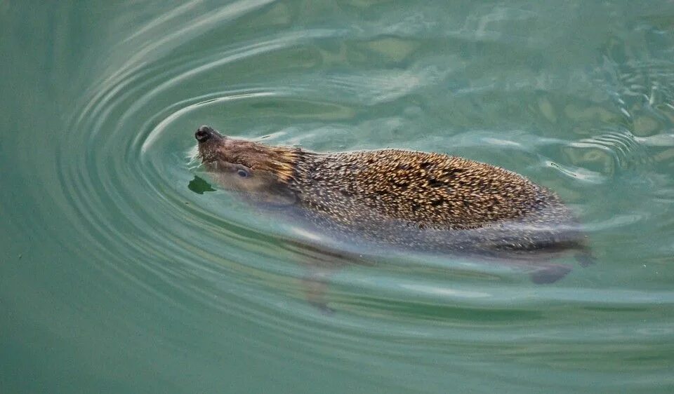 Ежик в воде. Ежик плывет. Ежик плавает. Речной Ежик. Ежи в воде.