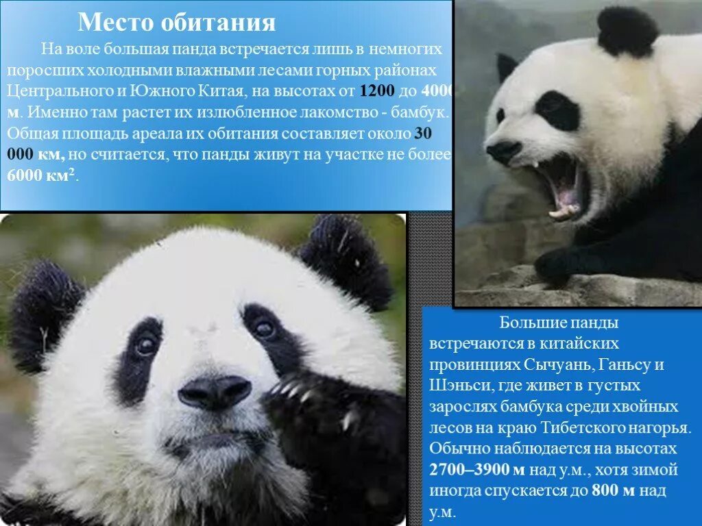 Доклад про панду. Большая панда доклад. Презентация про большую панду. Большая панда сообщение. Презентация на тему панда.