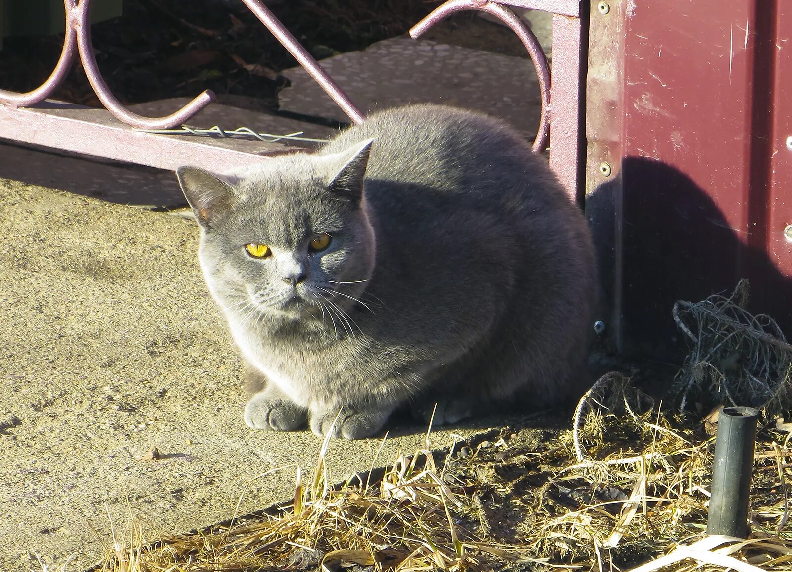 Ис кот. Зеленоград город кошек. Кошачий город в Калининградской области. Типичная городская кошка для Северо-Запада России.