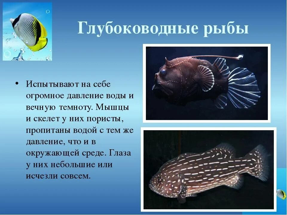 У некоторых рыб обитающих. Глубоководные рыбы названия. приспособления глубоководных рыб. обитающие рыбы с описанием. интересные факты о глубоководных рыбах.