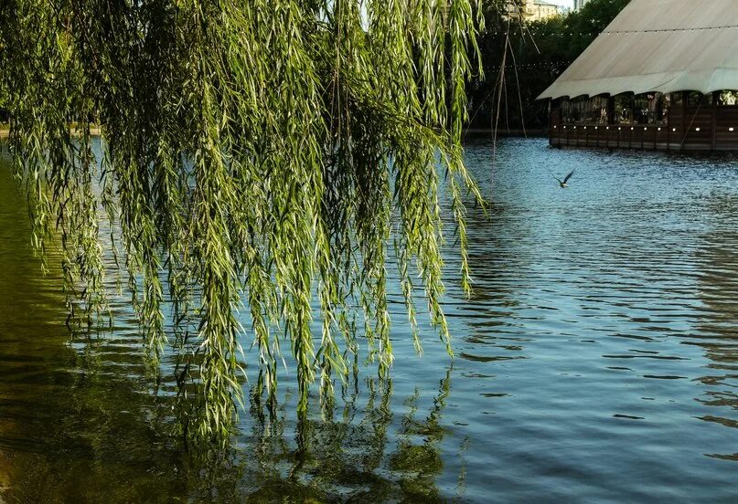 Ива около пруда. Плакучая ива. ивы на чистых прудах. плакучая ива у реки. ива плакучая над рекой в деревне.