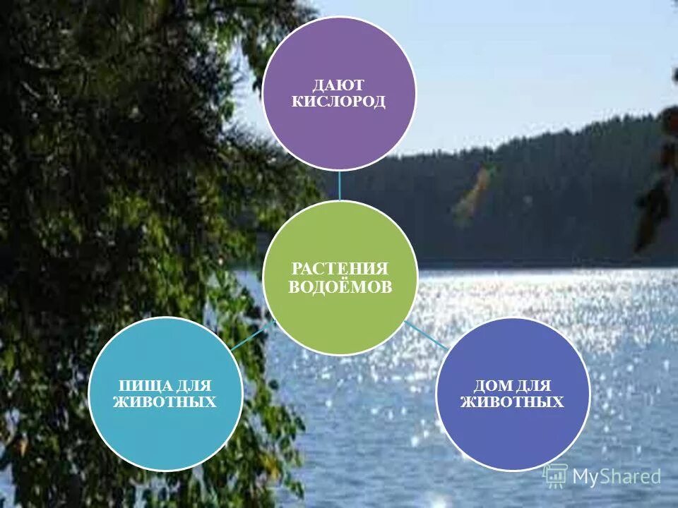 комнатные растения выделяющие кислород. комнатные цветы выделяющие кислород. комнатные цветы выделяющие много кислорода. домашние цветы выделяющие кислород. ядовитые домашние растения.