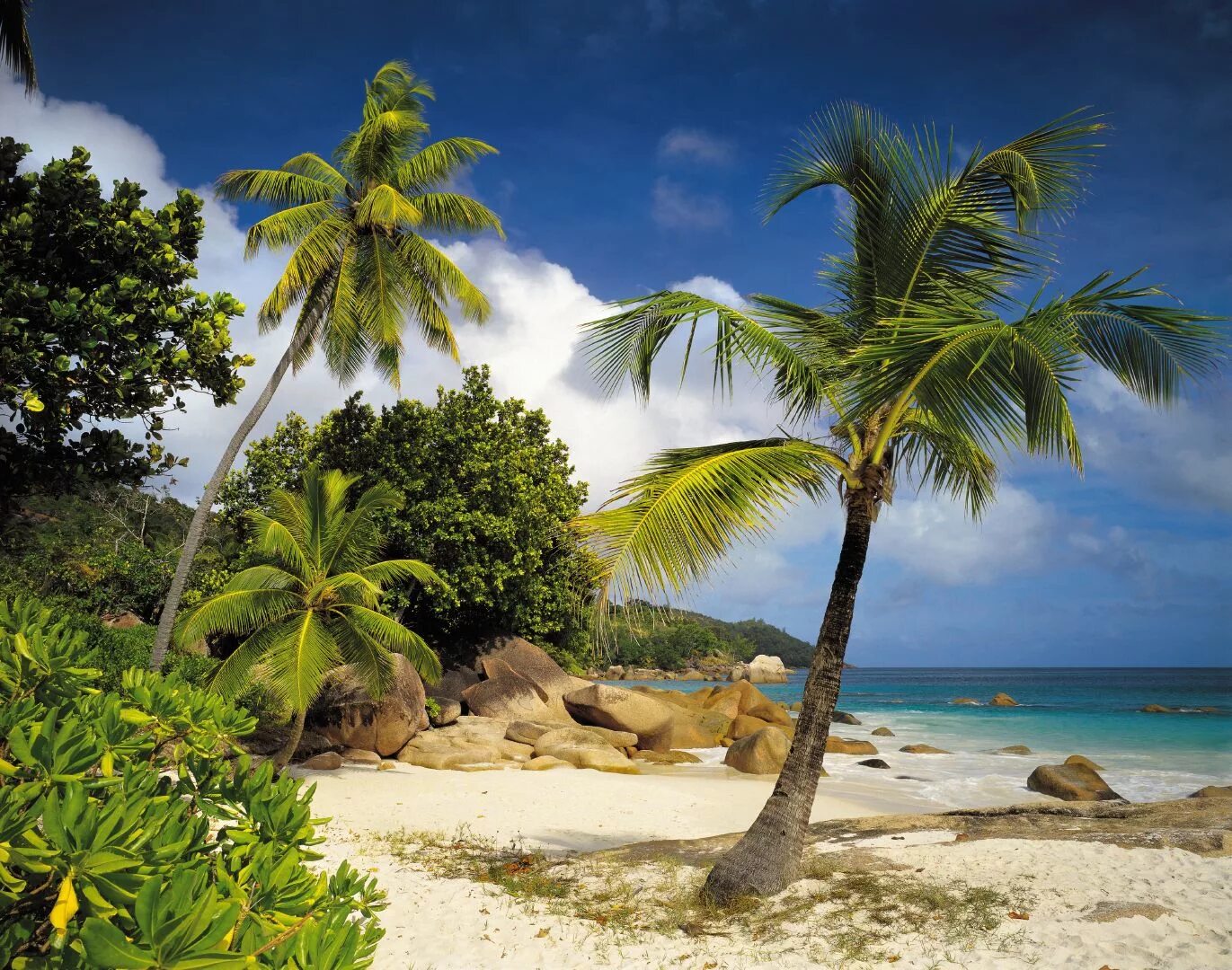 Природа пальмы. Пляж с пальмами. Остров Пальма. Море пальмы тропические острова.