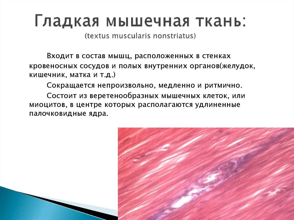 Какую функцию выполняет гладкая. Состав гладкой мышечной ткани. гладкие мышцы. гладкая мышечная ткань состоит из. гладкая ткань.