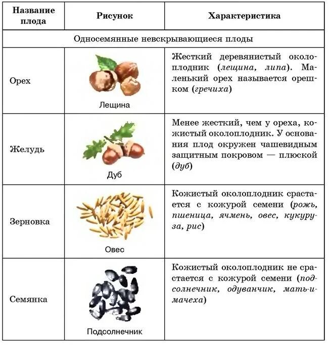 Элементы плода. Морфологическое строение плода фундука. орех плод особенности строения. лещина вид плода таблица. характеристика плода орешек.