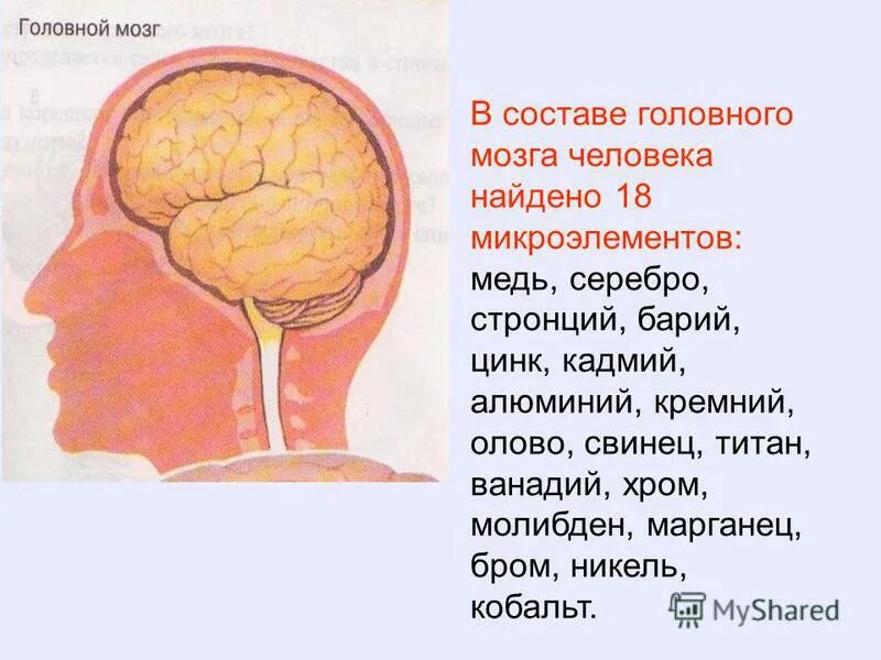 Мозги терапия инструкция. Химический состав головного мозга человека. Из чего состоит головной мозг человека. Из чего состоит мозг химически.