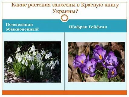 Растения и животные которые нуждаются в охране