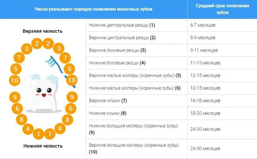 До скольки лет растут зубы у ребенка. Последовательность прорезывания зубов у детей до 1 года. порядок прорезывания зубов у детей до 3 лет. последовательность прорезывания зубов у ребенка 1 года жизни. таблица прорезывания зубов у детей до 3 лет.