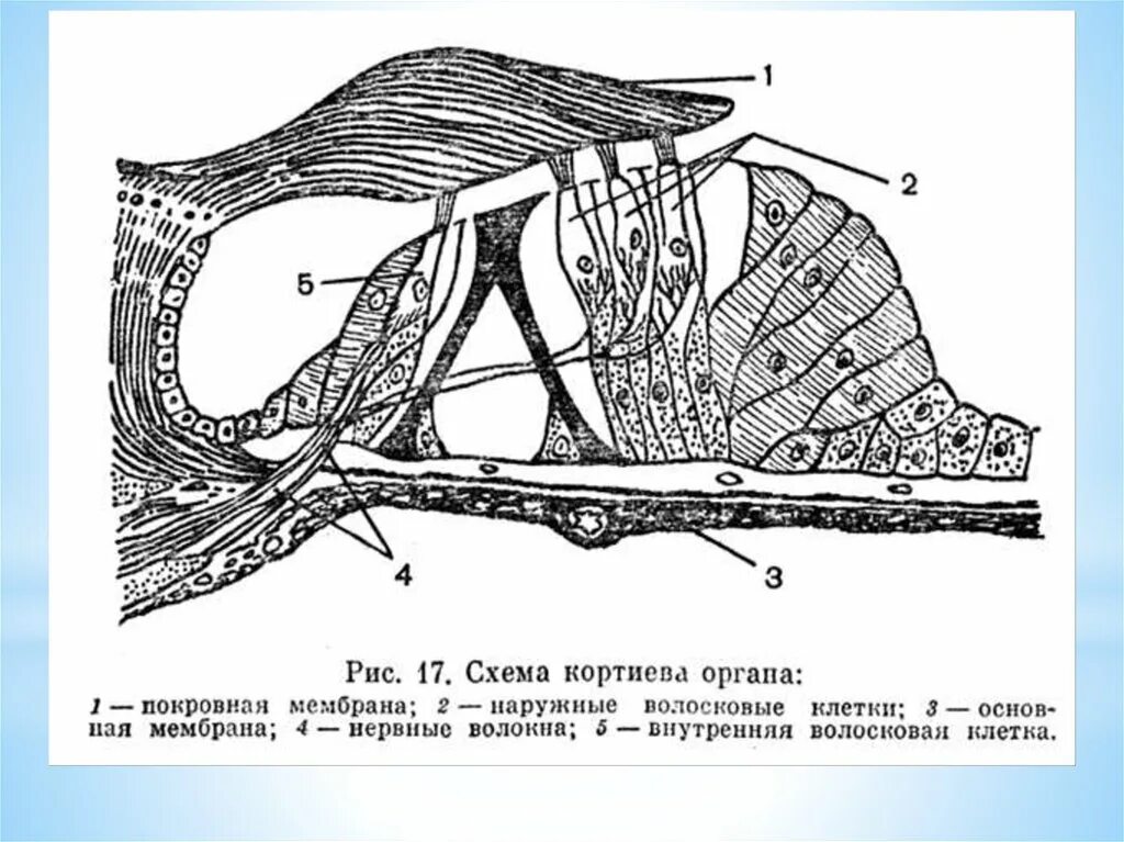 Спиральный Кортиев орган гистология. Строение внутреннего уха Кортиев орган. Строение Кортиева органа улитки внутреннего уха. Кортиев орган строение гистология.