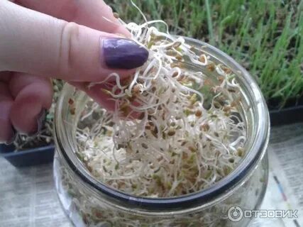 Как прорастить семена чиа