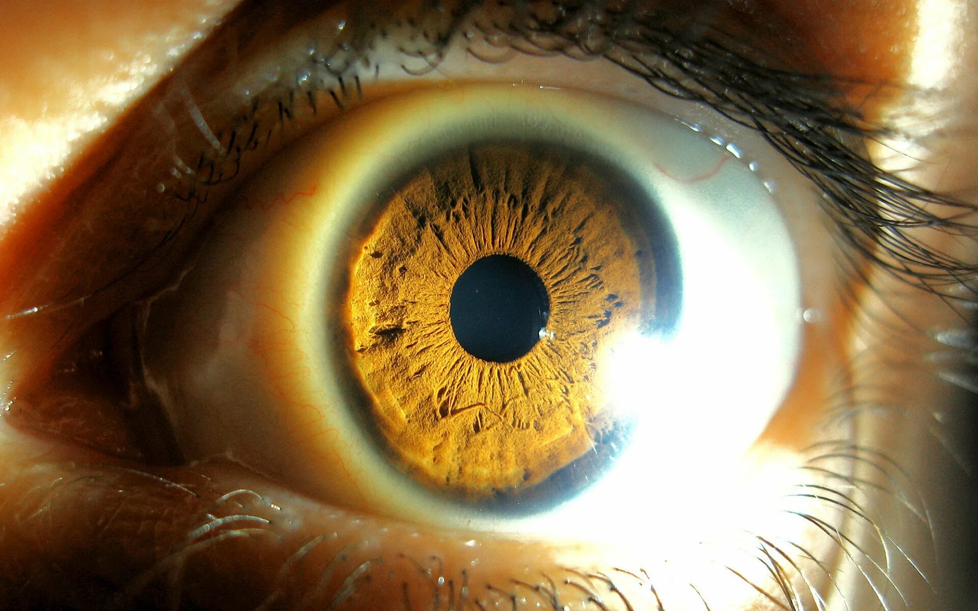 Действие глазами. Человеческий глаз. Желто карие глаза. Отражение в зрачке. Глаз и солнце.