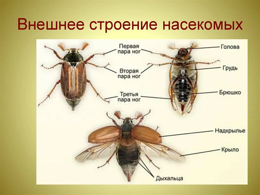 Какие части насекомого изображены. Строение майского жука дыхальца. Строение насекомых 7 класс биология. Внешний вид майского жука. Строение тела насекомых Майский Жук.