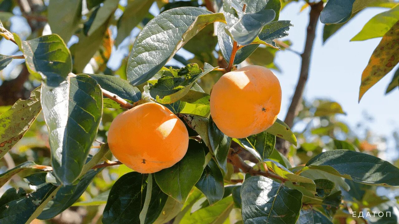 Шоколадный сорт хурмы. Хурма янтарная королек. Хурма бычье сердце. Зенджи. Хурма королек дерево.