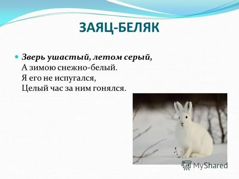 Где живет заяц беляк. Заяц для презентации. Заяц беляк красная книга воронежской области. Заяц беляк ест. Заяц беляк и заяц русак.