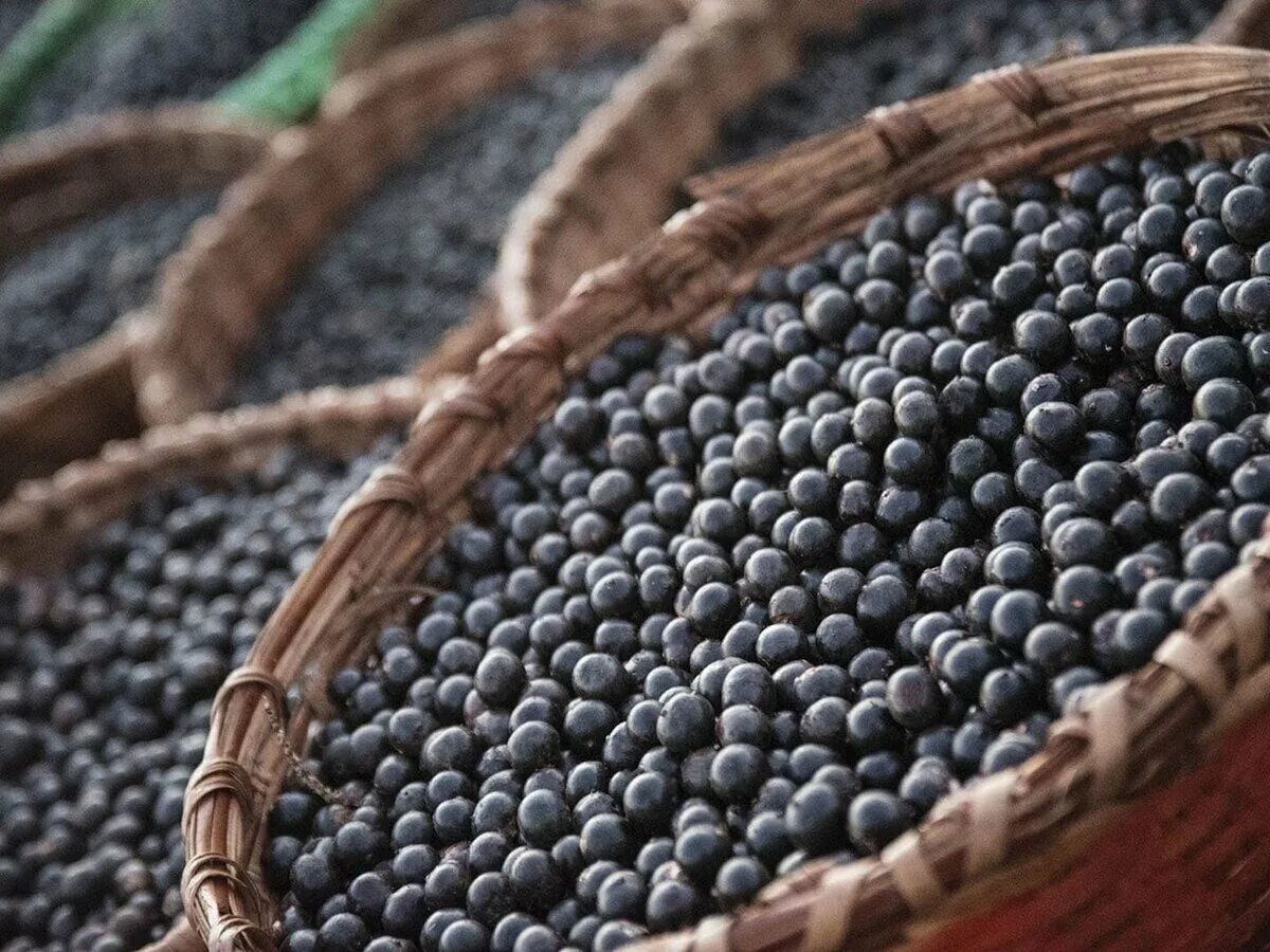 Acai berry. Ягоды асаи. Эвтерпа асаи. Бразильская ягода асаи. Асаи ягода Википедия.