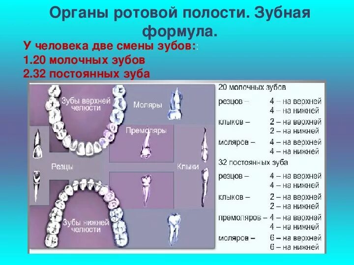 Скажи зуб. Формула молочных и постоянных зубов анатомия. Зубная формула молочных и постоянных зубов.