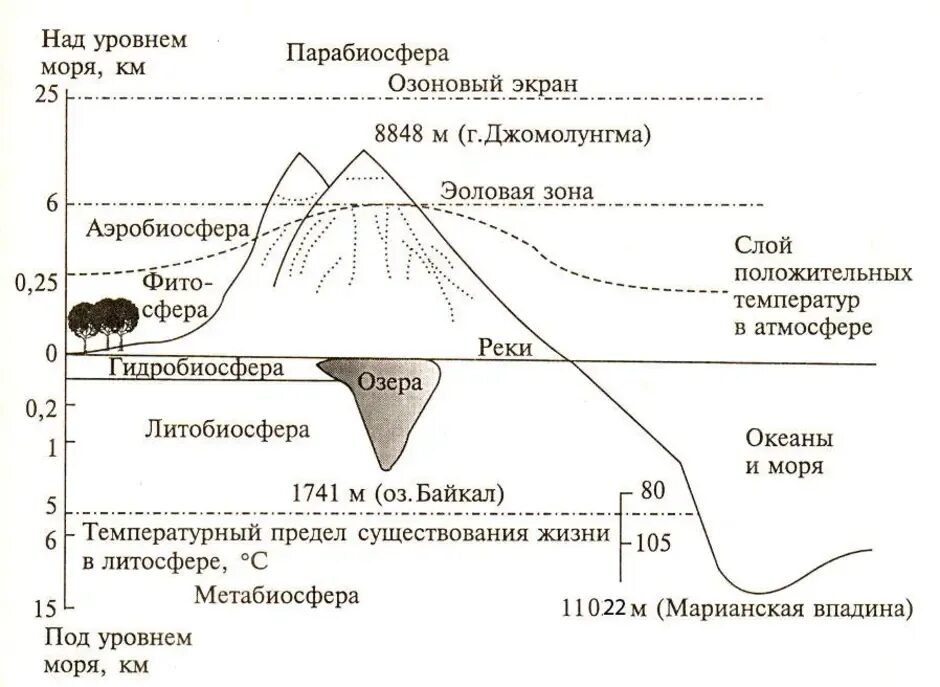 Живое вещество распределено в биосфере. Схема распространения организмов в биосфере. Схема основной структуры биосферы. Структура и границы биосферы схема. Распределение живого вещества в биосфере схема.