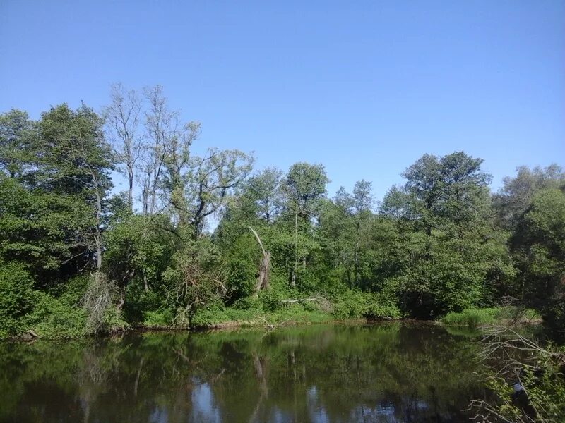 суходрев апрелевка