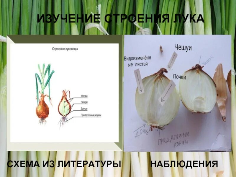 Строение луковых. Строение зеленого лука. лук зеленый строение. строение корня лука. строение и описание лука.