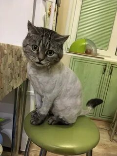 Побрить кошку налысо