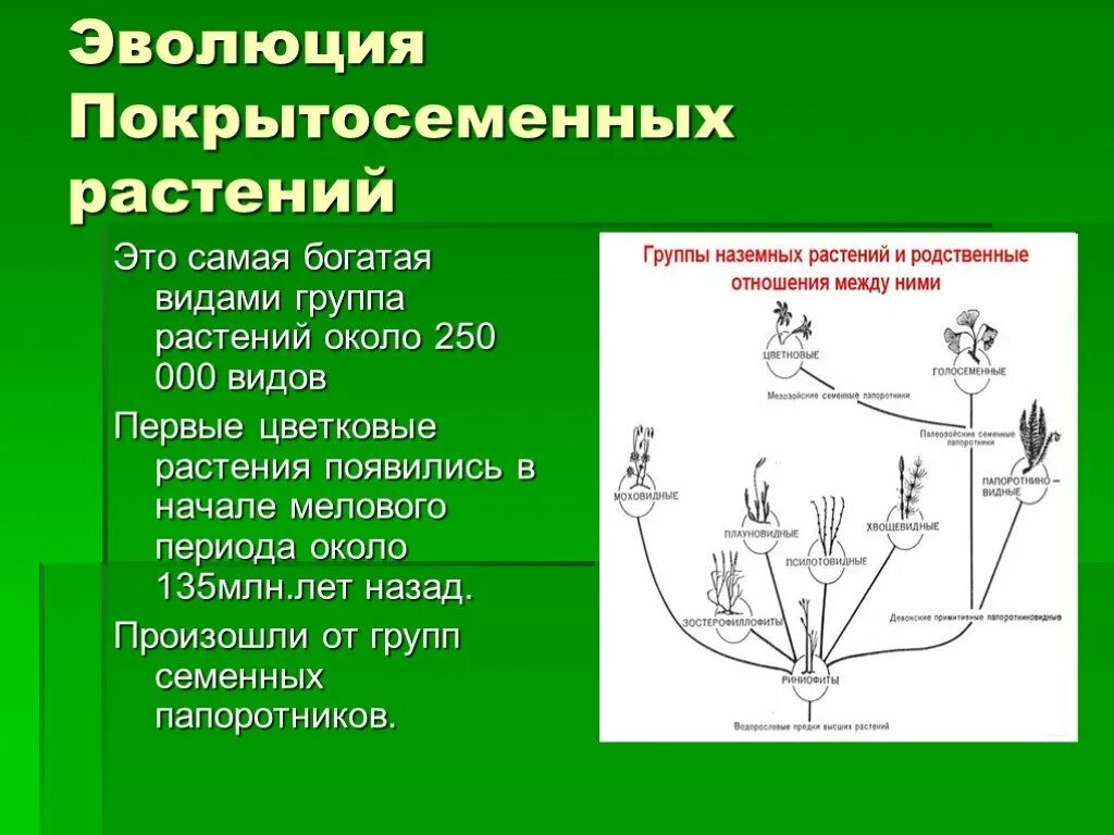 Преобразования у растений