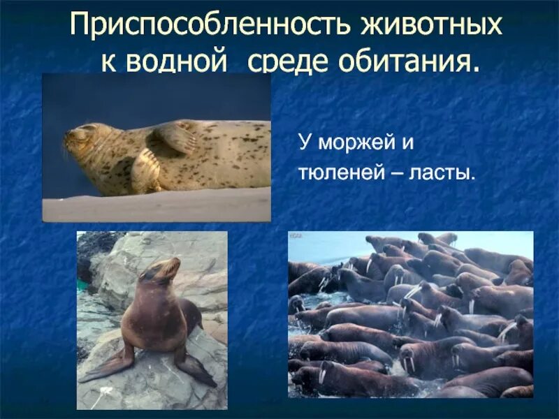 Приспособление организмов к почвенной среде. Приспособления ксредеобитани,. Приспособления ксредеобитани,. Адаптация организмов к среде. Адаптация организмов к водной среде.