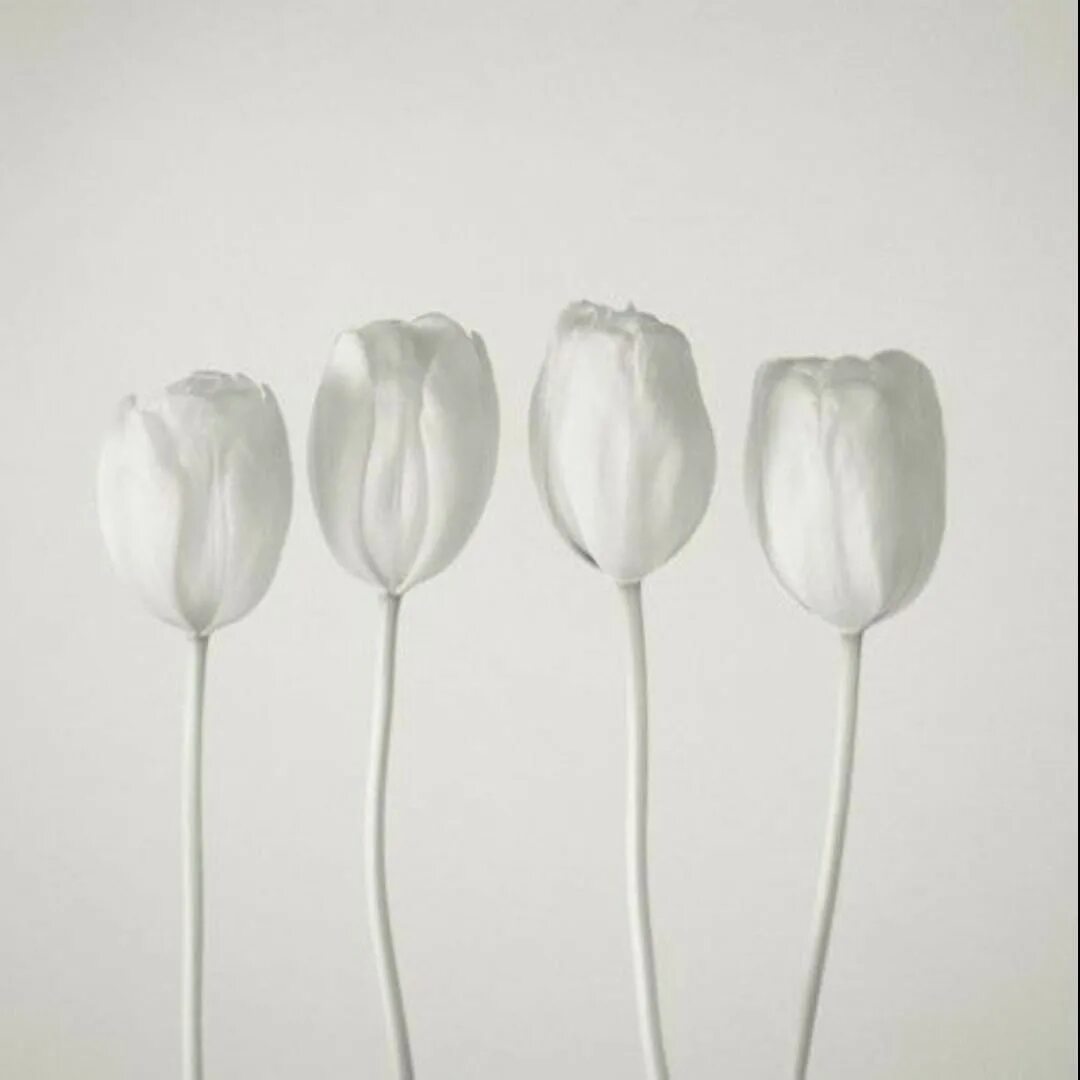 White tulip