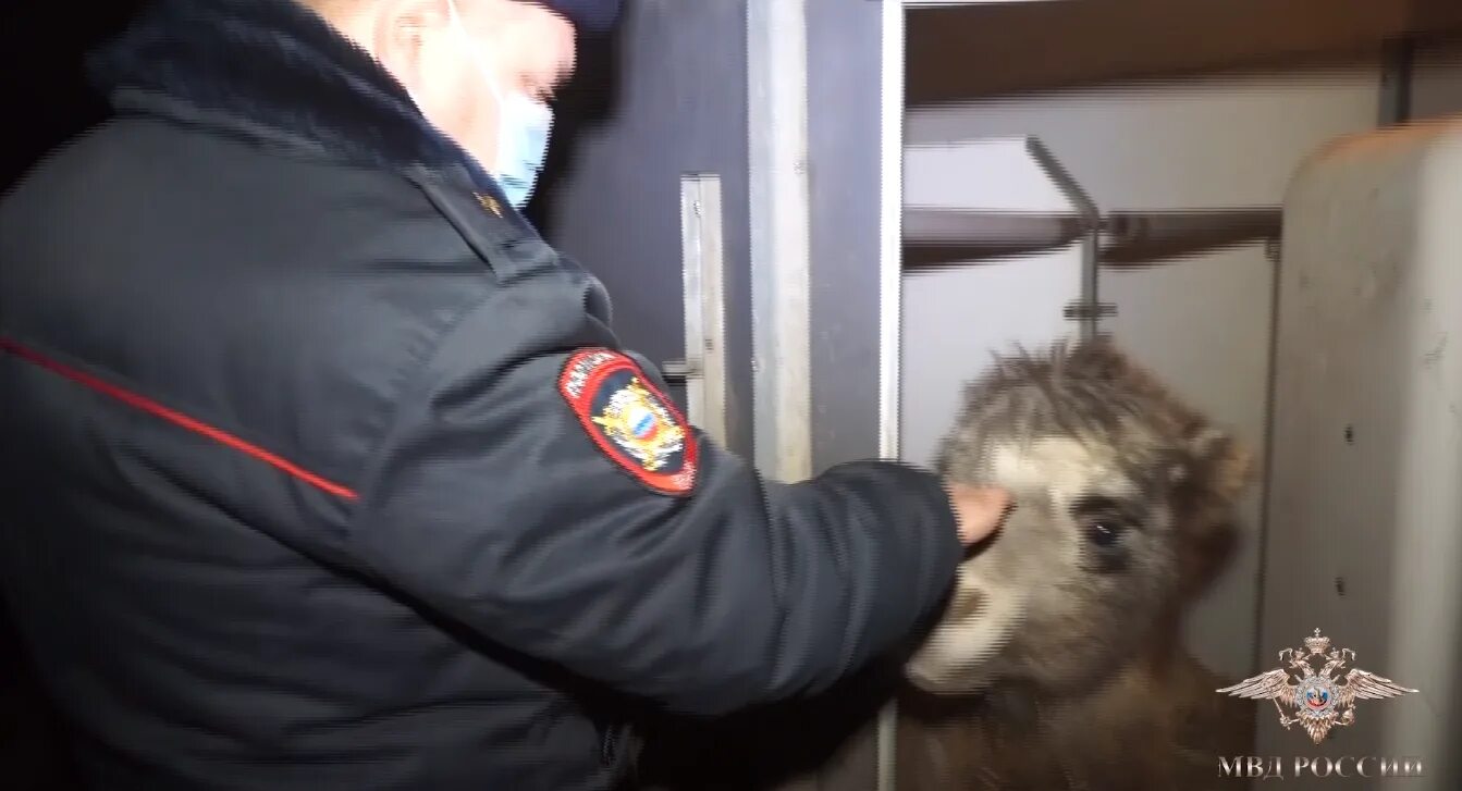 Похищение животного