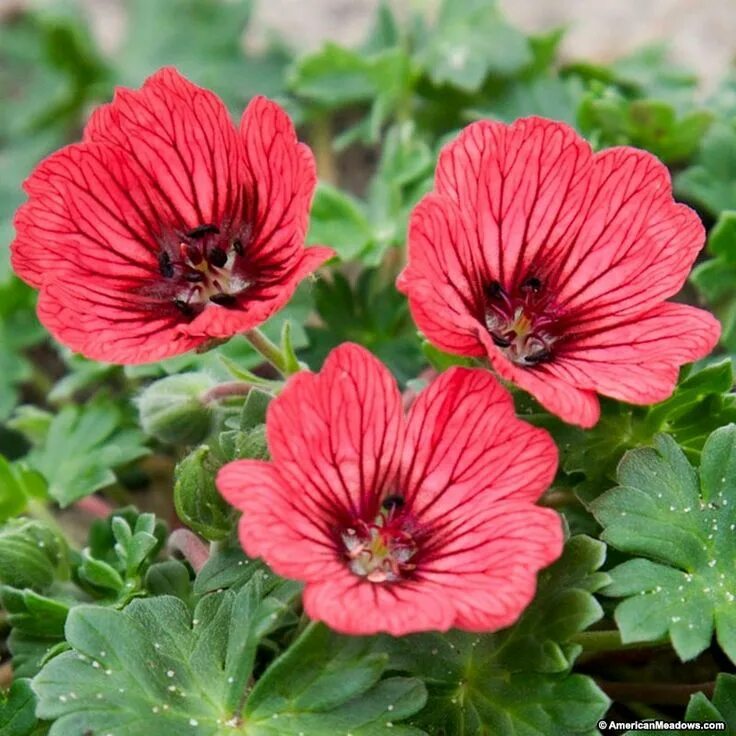 Герань пепельная geranium cinereum giuseppe. Герань пепельная geranium cinereum giuseppe. Герань пепельная ballerina. Герань джузеппе. Герань парпл пиллоу.