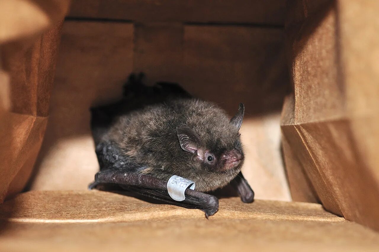 Свиноносая летучая мышь китти. Мадагаскарский присосконог. Можно приручить летучую мышь. Ручная летучая мышь. Белые нильские крыланы.